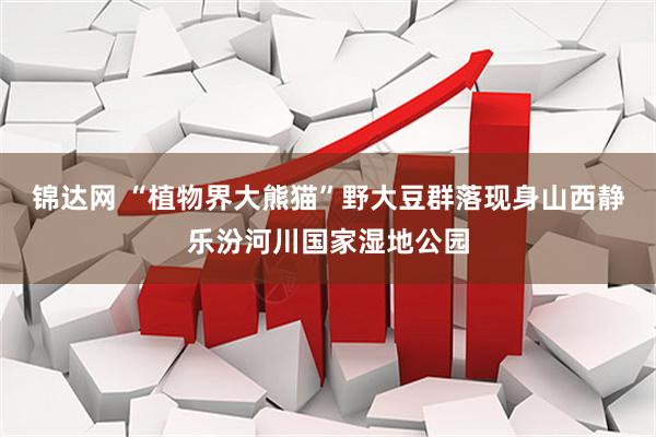锦达网 “植物界大熊猫”野大豆群落现身山西静乐汾河川国家湿地公园